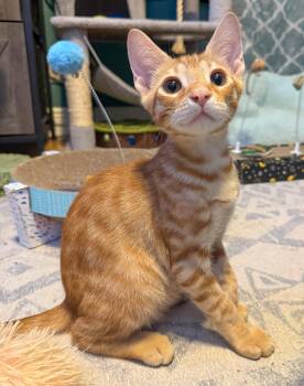 Flareon -  Domestic Short Hair and Tabby Cat for Adoption in Pompano Beach, Florida - Flareon | PetCurious