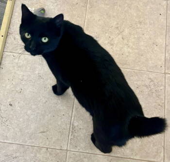 Rescue Manx and American Bobtail Cats for Adoption in Liberty, North Carolina - Canoe - NC | PetCurious