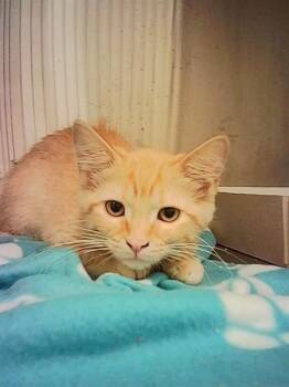 CHICKY -  Domestic Short Hair Cat for Adoption in Indianapolis, Indiana - CHICKY | PetCurious