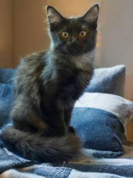 Misty -  Domestic Medium Hair Cat for Adoption in Houston, Texas - Misty | PetCurious