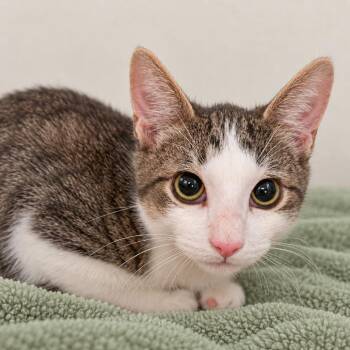 Earl Grey Tea -  Domestic Short Hair Cat for Adoption in Austin, Texas - Earl Grey Tea | PetCurious