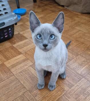 Ollie -  Siamese and Domestic Short Hair Cat for Adoption in Saucier, Mississippi - Ollie | PetCurious