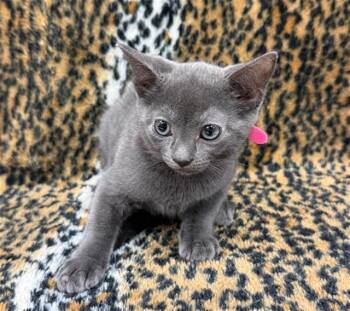 Domestic Short Hair Cats Available for Adoption in Conroe, Texas - YOGI | PetCurious