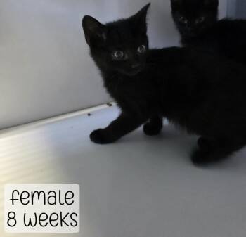 Black kitten 1 -  Domestic Medium Hair Cat for Adoption in Holbrook, Arizona - Black Kitten 1 | PetCurious