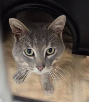 Domestic Short Hair Cats Available for Adoption - LUCKY | PetCurious