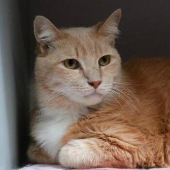 Extra Toes Cat Hemingway Polydactyl and Domestic Short Hair Cats Available for Adoption in Sarasota, Florida - Trucker | PetCurious