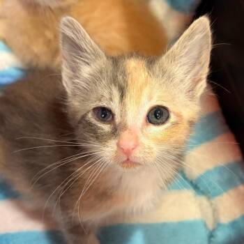 Libby-"L" Kitten 1 -  Domestic Short Hair Cat for Adoption in Ojai, California - Libby-"L" Kitten 1 | PetCurious