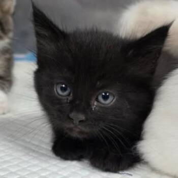 Fuzzpouch -  Domestic Short Hair Cat for Adoption in Fort Collins, Colorado - Fuzzpouch | PetCurious