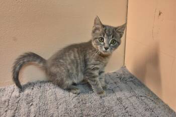 Chainsaw -  Domestic Short Hair Cat for Adoption in North Judson, Indiana - Chainsaw | PetCurious