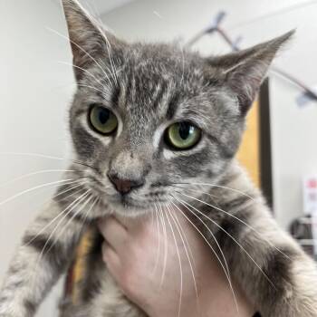 Domestic Short Hair Cats Available for Adoption in Columbiana, Alabama - Tanner | PetCurious