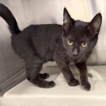 Domestic Short Hair Cats Available for Adoption - Charles | PetCurious