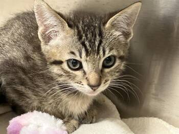 Domestic Short Hair Cats Available for Adoption in Tustin, California - FALCON | PetCurious