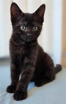 Domestic Short Hair Cats Available for Adoption in Sacramento, California - PEPPER | PetCurious