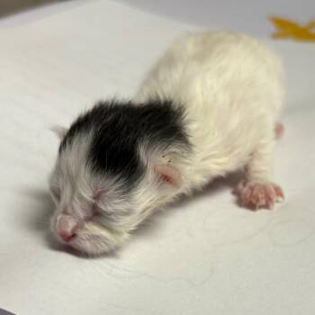 Alabama -  Domestic Short Hair Cat for Adoption in Yuma, Arizona - Alabama | PetCurious