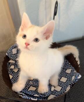 Grogu -  Domestic Medium Hair Cat for Adoption in Saginaw, Michigan - Grogu | PetCurious