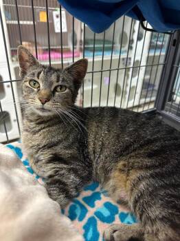 Pogo (Oak Hil) -  Domestic Short Hair Cat for Adoption in Johnson City, Tennessee - Pogo (Oak Hil) | PetCurious