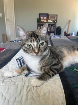 Domestic Short Hair Cats Available for Adoption in Oceanside, California - Burrito | PetCurious