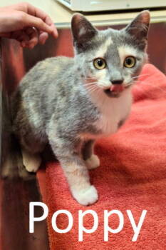 Rescue Dilute Calico Cats for Adoption in Mountain View, Arkansas - Poppy | PetCurious