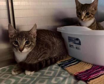 K1 Kirk -  Domestic Short Hair Cat for Adoption in Ashland, Wisconsin - K1 Kirk | PetCurious