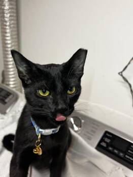 Rescue Domestic Short Hair Cats for Adoption in Cleveland, Ohio - Tone | PetCurious