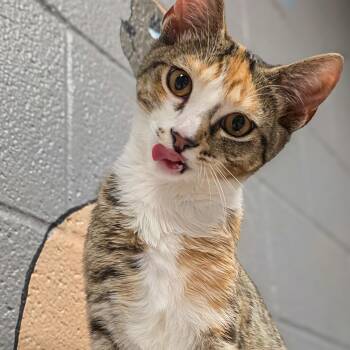 Calico and Tabby Cats Available for Adoption in Gainesville, Texas - Cassandra | PetCurious