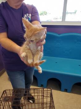 Rescue Domestic Short Hair Cats for Adoption in Bossier City, Louisiana - Pikachu | PetCurious