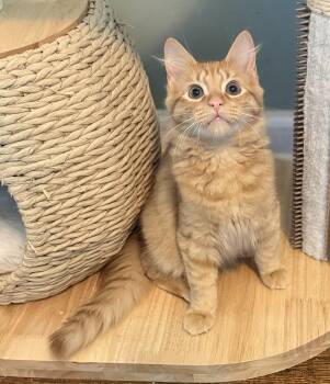 Toji -  Domestic Long Hair Cat for Adoption - Toji | PetCurious
