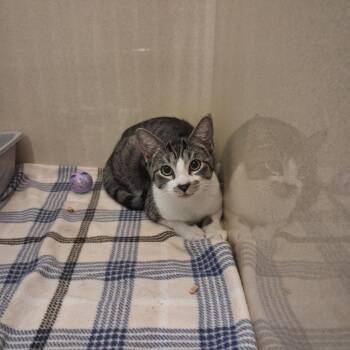 Rudy -  Domestic Short Hair Cat for Adoption in Gautier, Mississippi - Rudy | PetCurious