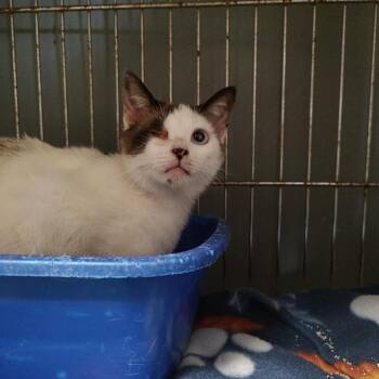 Jewel C46532 -  Domestic Short Hair Cat for Adoption in Corsicana, Texas - Jewel C46532 | PetCurious