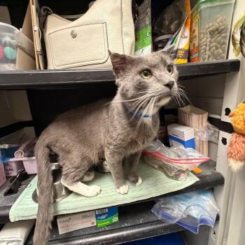 Domestic Short Hair Cats Available for Adoption in Buffalo, New York - Gibbs | PetCurious