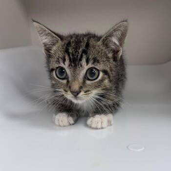 British Shorthair Cats Available for Adoption in Jupiter, Florida - Cobbler | PetCurious