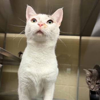 Mina -  Domestic Short Hair Cat for Adoption in Concord, North Carolina - Mina | PetCurious