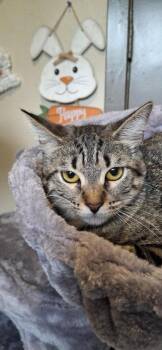 Rescue Domestic Short Hair Cats for Adoption in Liverpool, Texas - Melina | PetCurious