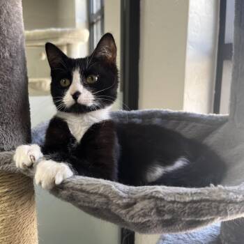Domestic Short Hair Cats Available for Adoption - Finnegan | PetCurious