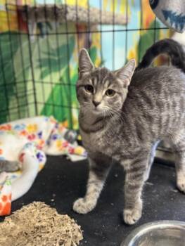 Rescue Domestic Short Hair Cats for Adoption in Chicago, Illinois - Peekaboo | PetCurious
