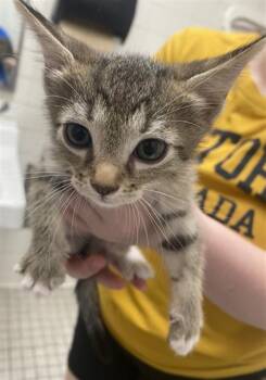 BERLIOZ -  Domestic Short Hair Cat for Adoption in Dallas, Texas - BERLIOZ | PetCurious