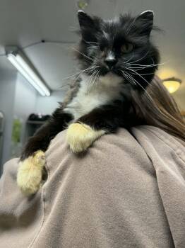 Domestic Long Hair Cats Available for Adoption in Cedar Rapids, Iowa - Martha Wayne | PetCurious