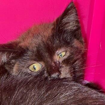 Pepperoncini -  Domestic Short Hair Cat for Adoption in Troy, Virginia - Pepperoncini | PetCurious
