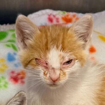 Domestic Short Hair Cats Available for Adoption in Redwood Valley, California - Eli | PetCurious