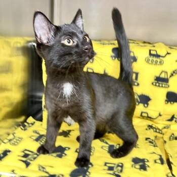 Duke -  Domestic Short Hair Cat for Adoption in St. Louis, Missouri - Duke | PetCurious