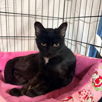 Rustoleum -  Domestic Short Hair Cat Available for Adoption - Rustoleum | PetCurious