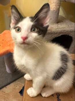 Lumi -  Domestic Short Hair Cat for Adoption in Battle Creek, Michigan - Lumi | PetCurious