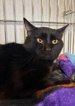 Domestic Short Hair Cats Available for Adoption - Auggie | PetCurious