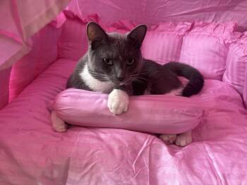 Tom tom -  Domestic Short Hair Cat for Adoption in Charlotte, North Carolina - Tom Tom | PetCurious