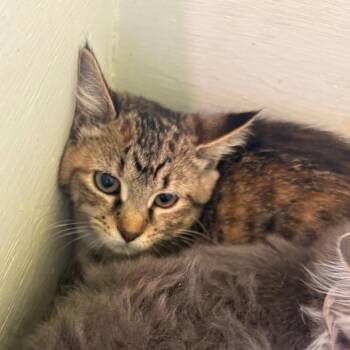 Cake -  Domestic Medium Hair Cat for Adoption in West Des Moines, Iowa - Cake | PetCurious