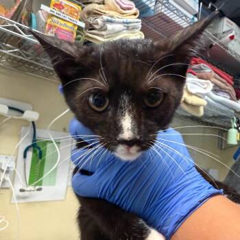 Brazil -  Domestic Short Hair Cat for Adoption in Pasadena, California - Brazil | PetCurious