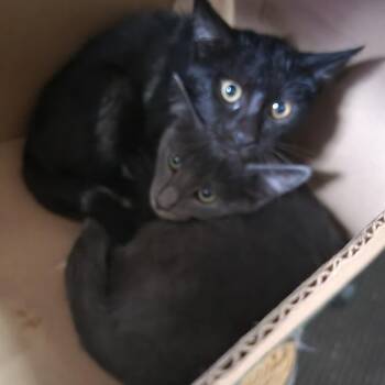 Kevin -  Domestic Short Hair Cat for Adoption in Rochester, Minnesota - Kevin | PetCurious