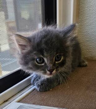 Corral kitten 5 -  Domestic Medium Hair Cat for Adoption in Green River, Wyoming - Corral Kitten 5 | PetCurious