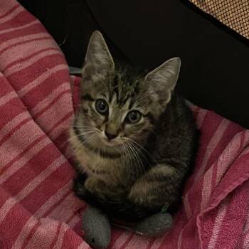 Toad -  Domestic Short Hair Cat for Adoption in Nashville, Tennessee - Toad | PetCurious