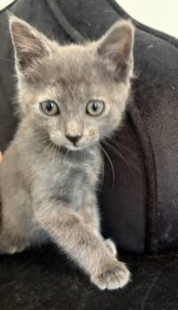Pewtie -  Domestic Short Hair Cat for Adoption in Buford, Georgia - Pewtie | PetCurious